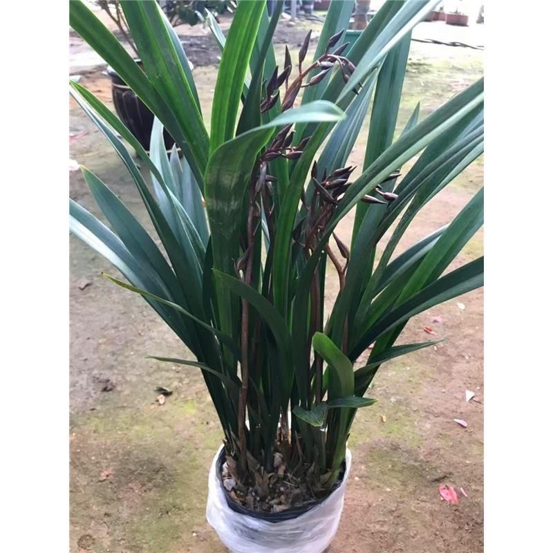 A级特级耐寒名贵兰花大将军苗浓香兰花蕙兰花苞盆栽四季兰花绿植