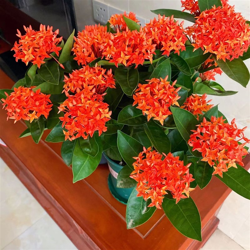 小叶龙船花带花苞盆栽绿植阳台四季开花室外庭院植物绿化绣球花苗
