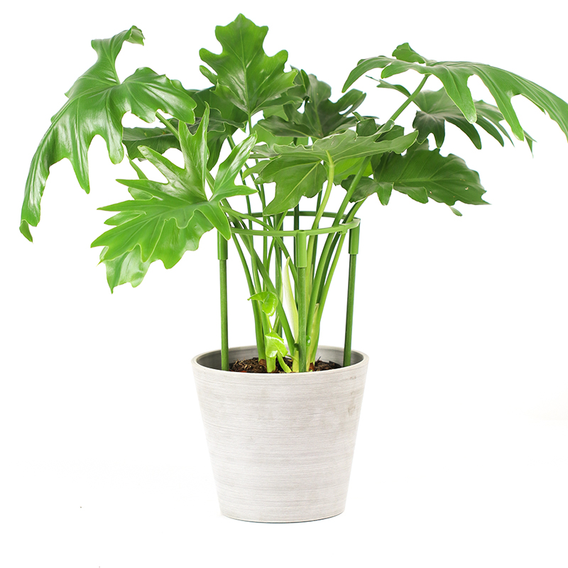 植物花卉塑料支撑杆可拼接加高爬藤架园艺 防倒伏牵引攀爬支架