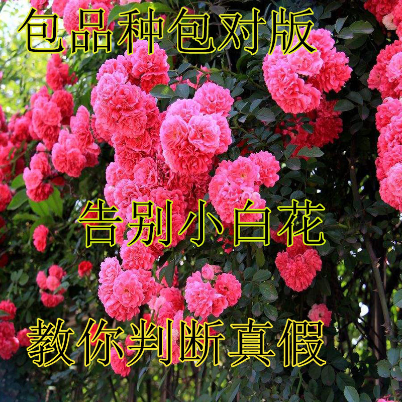 山东老王苗木 四季爬藤蔷薇花苗月季树苗庭院攀援室内开花卉盆栽