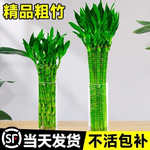 龙竹带根水养富贵竹节节高文昌竹水培植物转运竹室内绿植客厅招财
