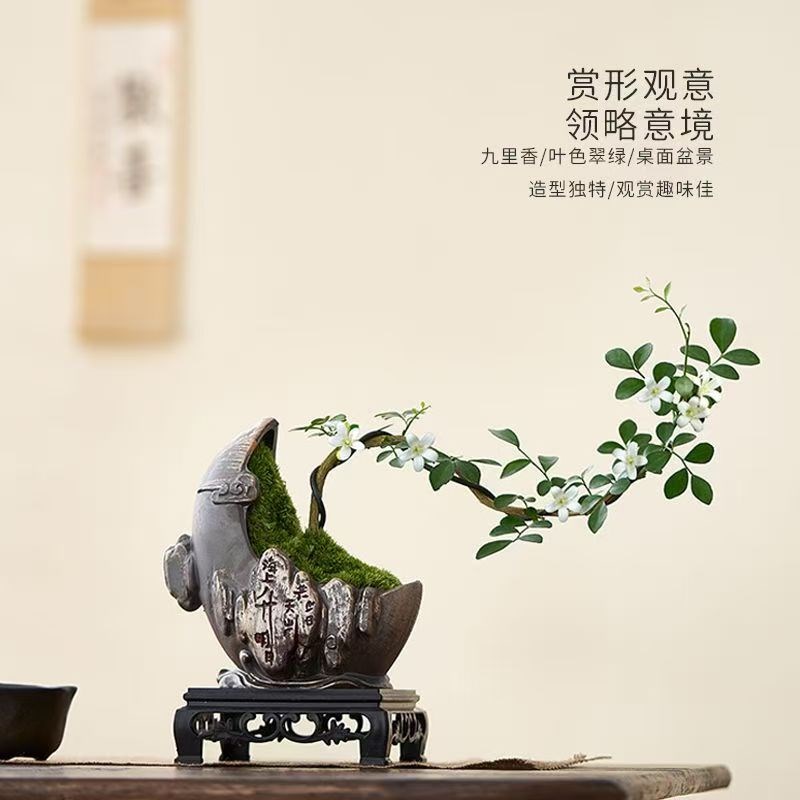 小叶飘枝九里香盆栽中式盆景室内罗汉松书房植物微盆景装饰摆件