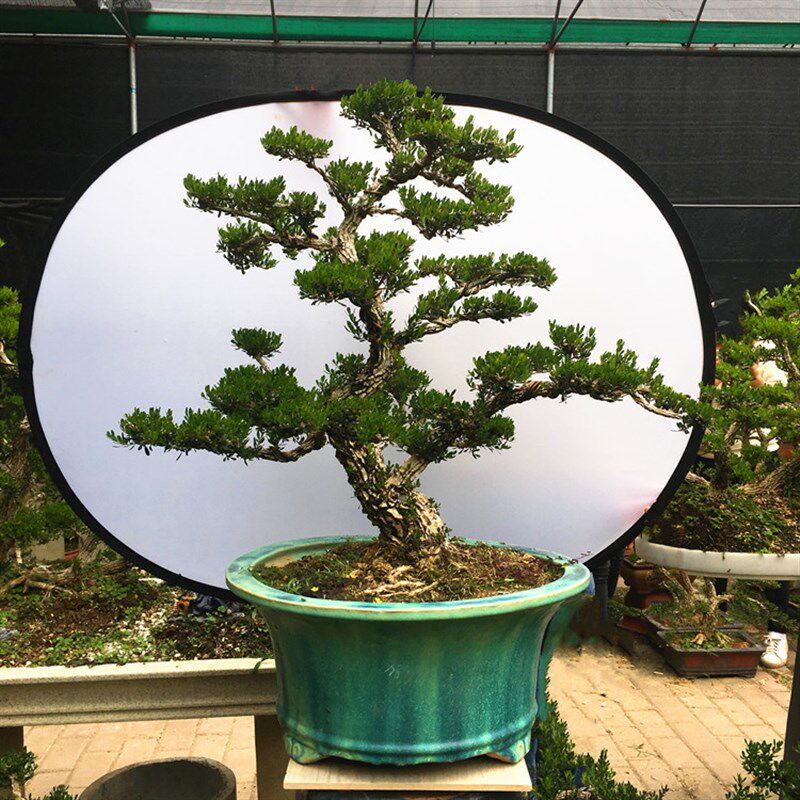 黄杨盆景植物大型老树桩造型提根小叶皱皮庭院客厅阳台珍珠雀舌