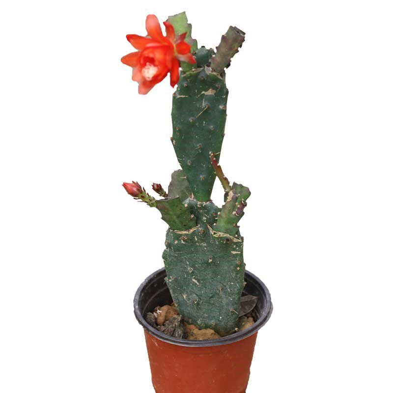 多肉植物 仙人掌嫁接令箭荷花蟹爪兰苗带根四季桂之苑 l令箭荷花