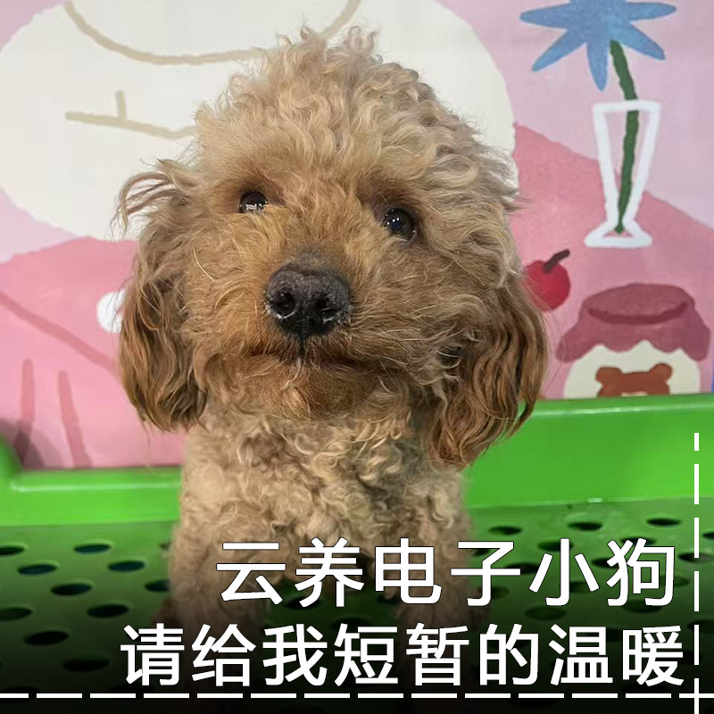 狗狗温馨小家 疫苗驱虫电子明信片 照顾生病小毛孩子