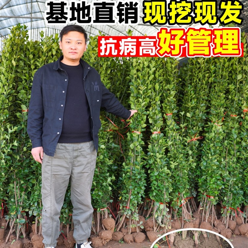 冬青树苗大叶北海道黄杨法国绿篱围墙篱笆墙庭院四季常青绿化植物