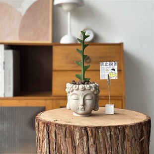 鱼骨令箭多肉植物盆栽创意新中式禅意国风一念花开禅意桌面好养活