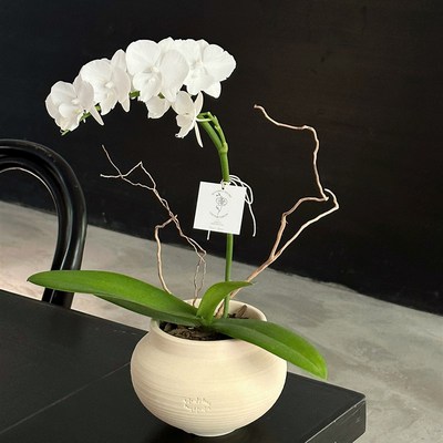 植物私生活 白天鹅纯白仙女蝴蝶兰厚花瓣独特小众品味开花盆栽
