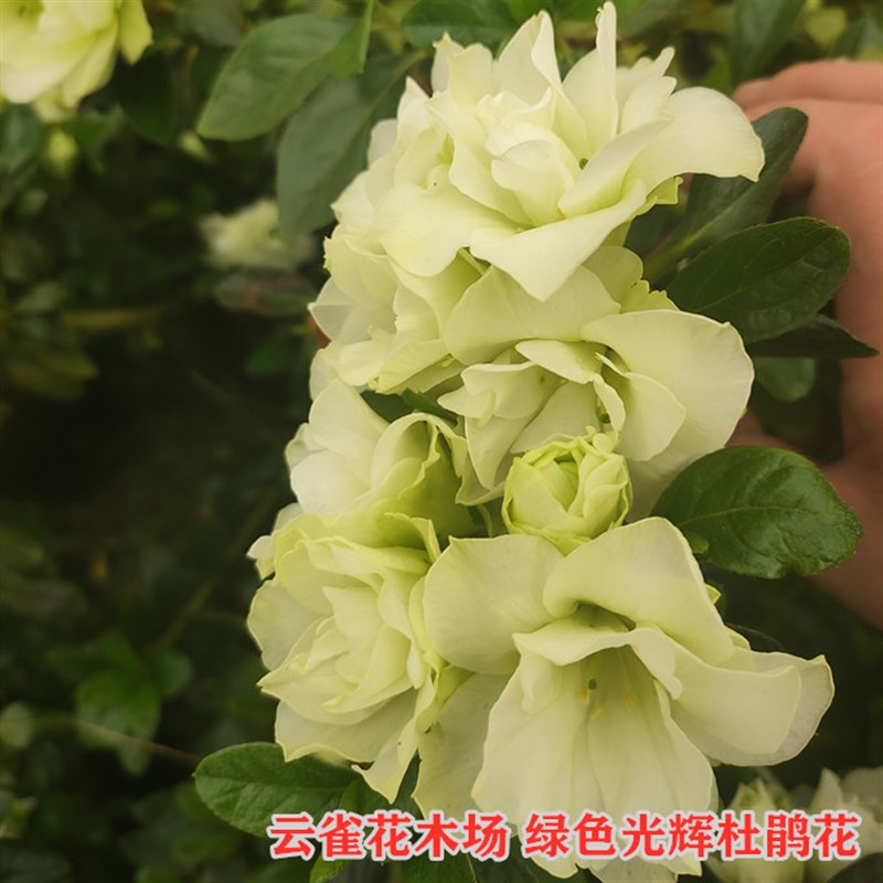 包邮 绿色光辉 杜鹃花]精美绿色 盆栽花卉比利时杜鹃多季鹃