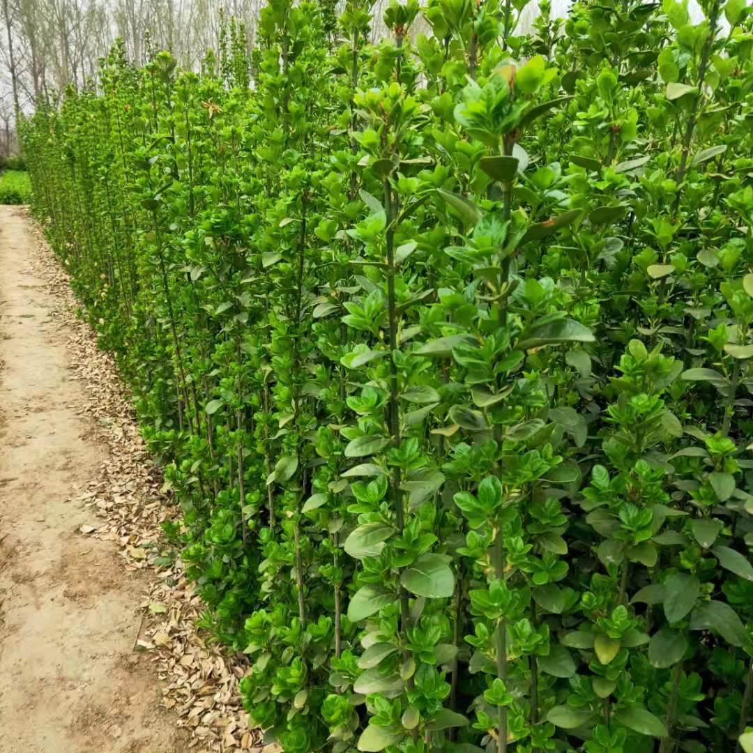 篱笆墙植物围栏北海道黄杨苗冬青树苗四季常青耐寒庭院绿篱树苗