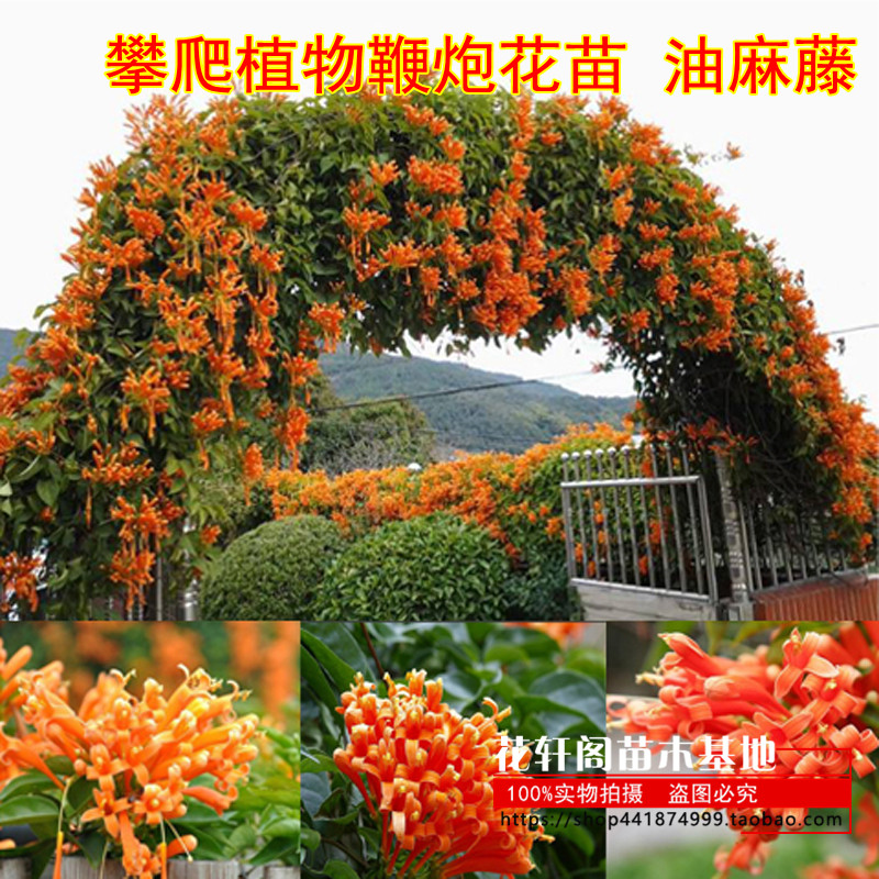 攀爬植物鞭炮花苗 油麻藤 炮仗花苗 凌霄花苗攀援花卉红爆竹花围