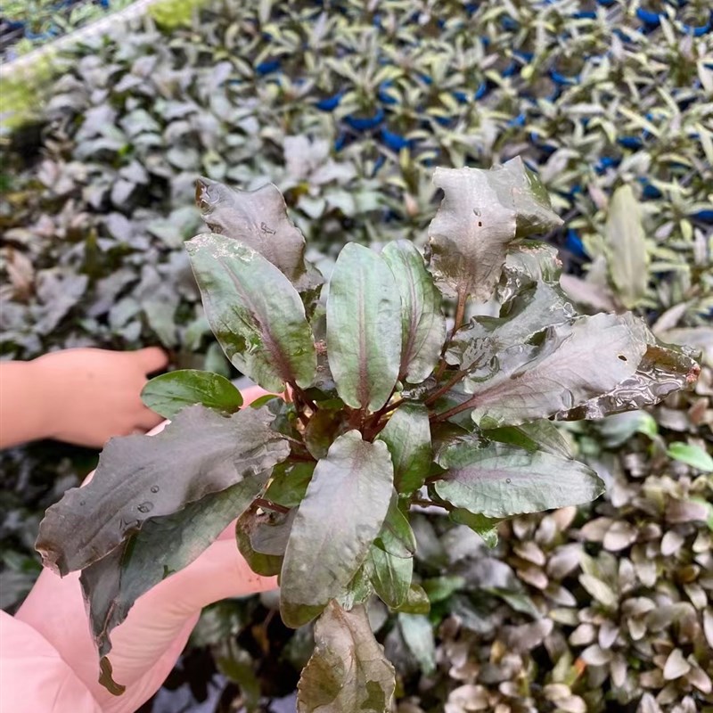 气泡椒小坨草鱼缸造景椒草水草场直发懒人水培增氧淡水草阴性植物