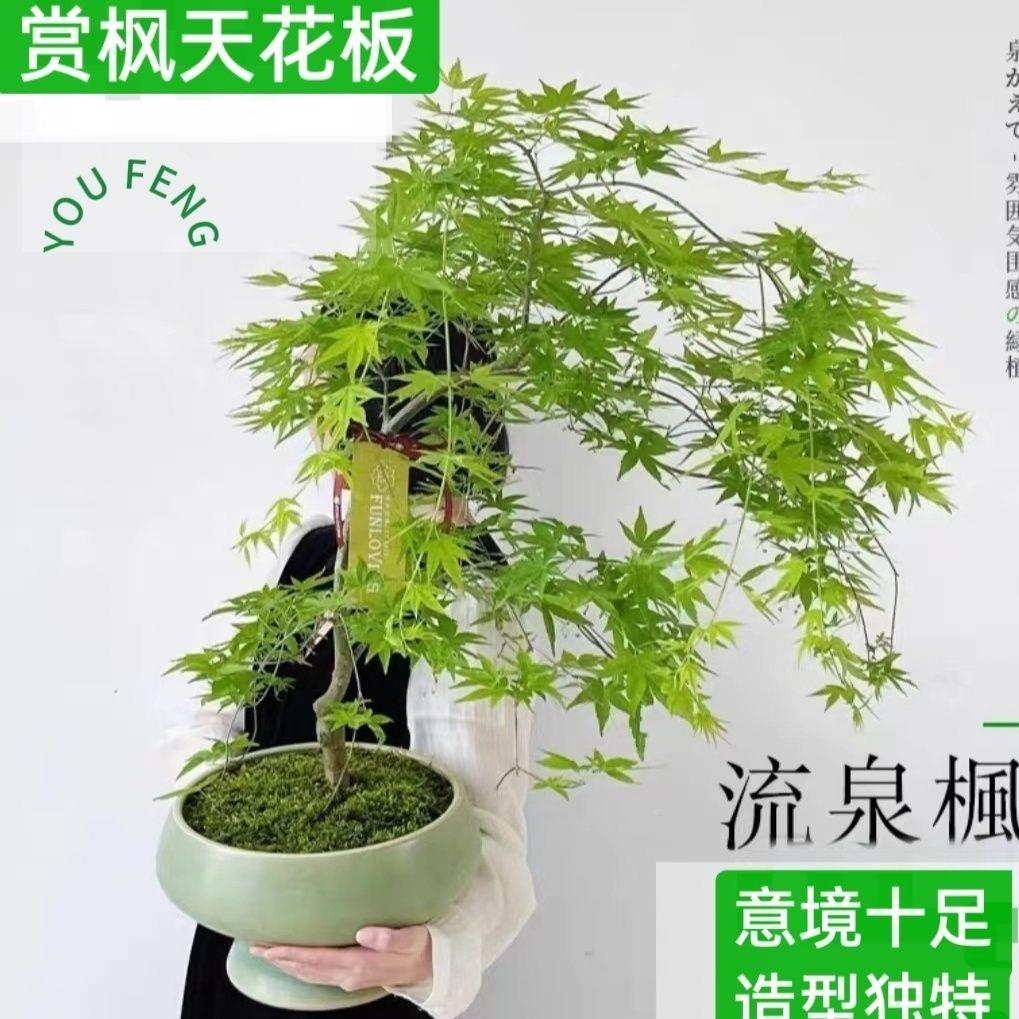 枫树流泉 栽 正宗垂枝MCC枫流泉日笠山 庭院盆景盆地栽园花植物