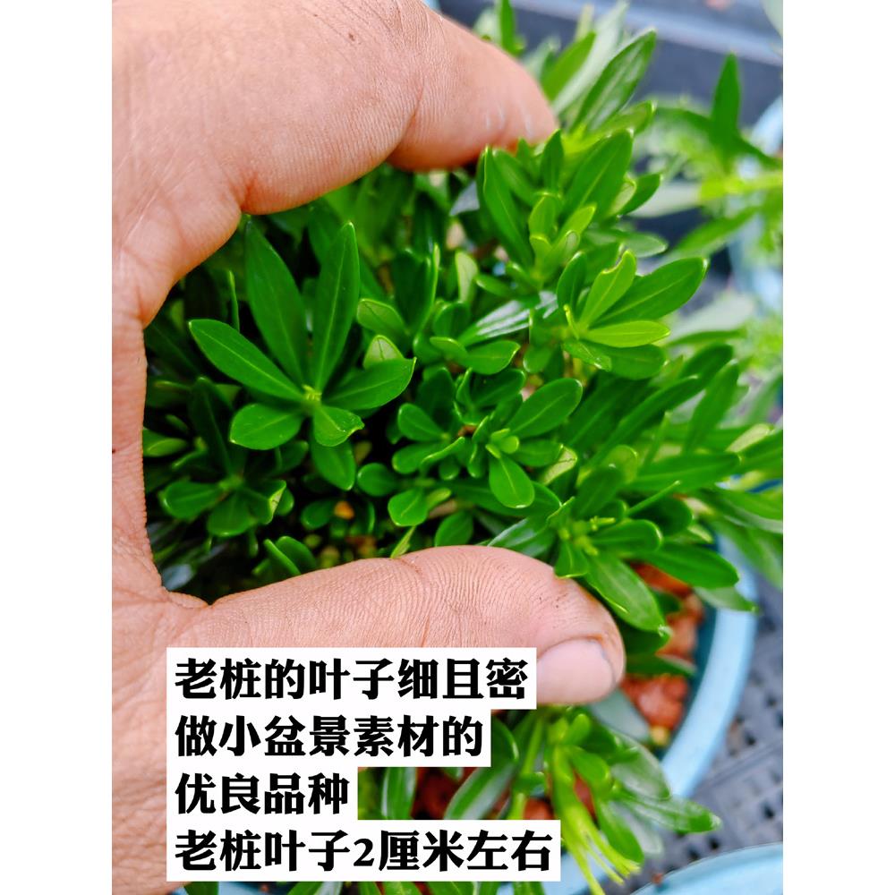 米叶栀子花（新品种 小叶栀子盆景素材痴花FJZ罗汉）