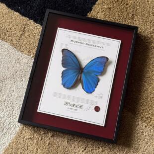 【大蓝闪蝶】真蝴蝶标本装饰画蝴蝶艺术品小众定制礼物、节日礼物