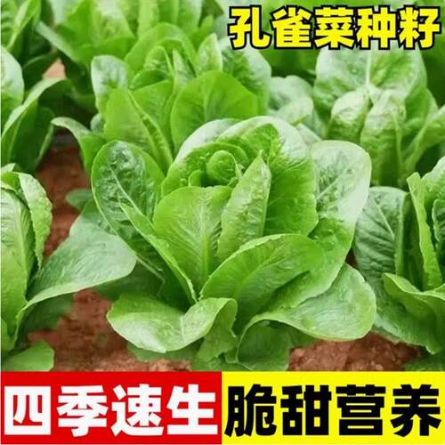 耐热正宗孔雀菜种子脆嫩