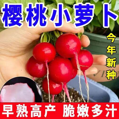 樱桃水果小萝卜种子~正品