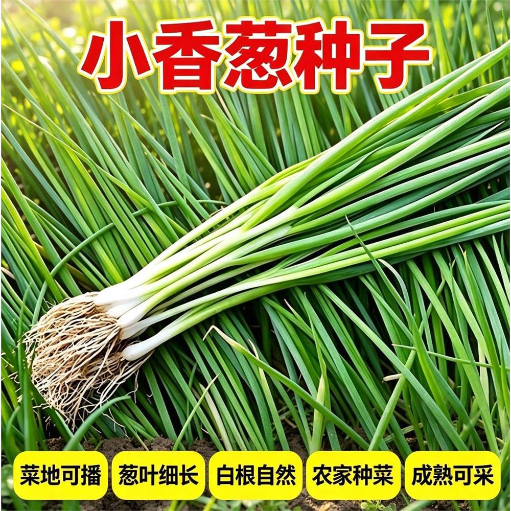 小香葱籽种子四季种植阳