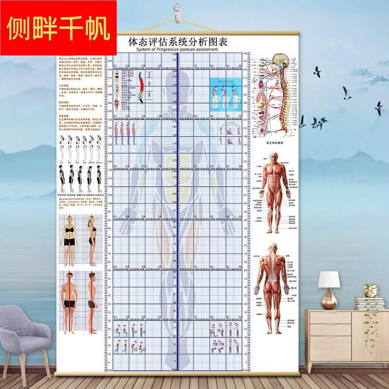 体态评估表挂式贴式体测健身房瑜伽馆私教身高臂展网格身体对比图
