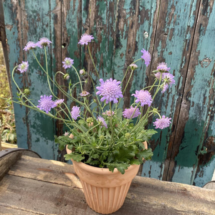 蓝盆花盆栽高加索庭院阳台花卉多年生花镜种植花期久易成活包邮