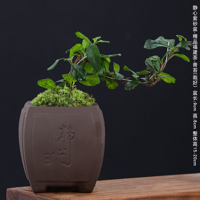 福建茶盆景办公室绿植室内花卉四季好养茶几书桌茶盆栽带盆栽好