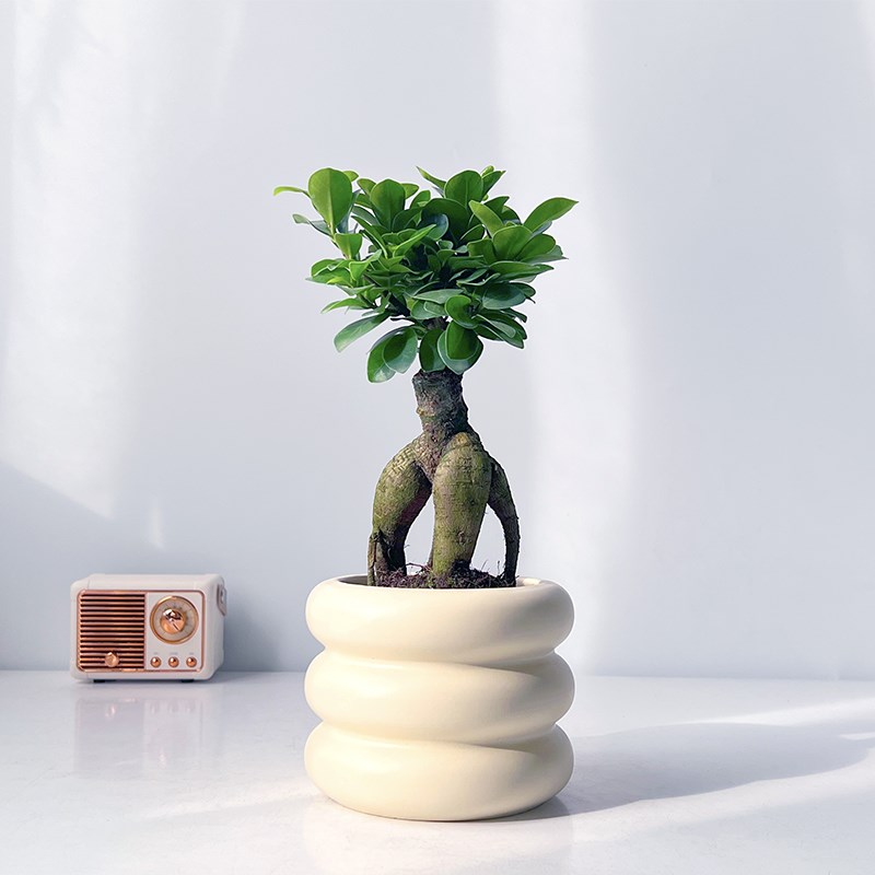 植域 小叶人参榕树盆栽室内茶几桌面小绿植造型老桩植物四季常青