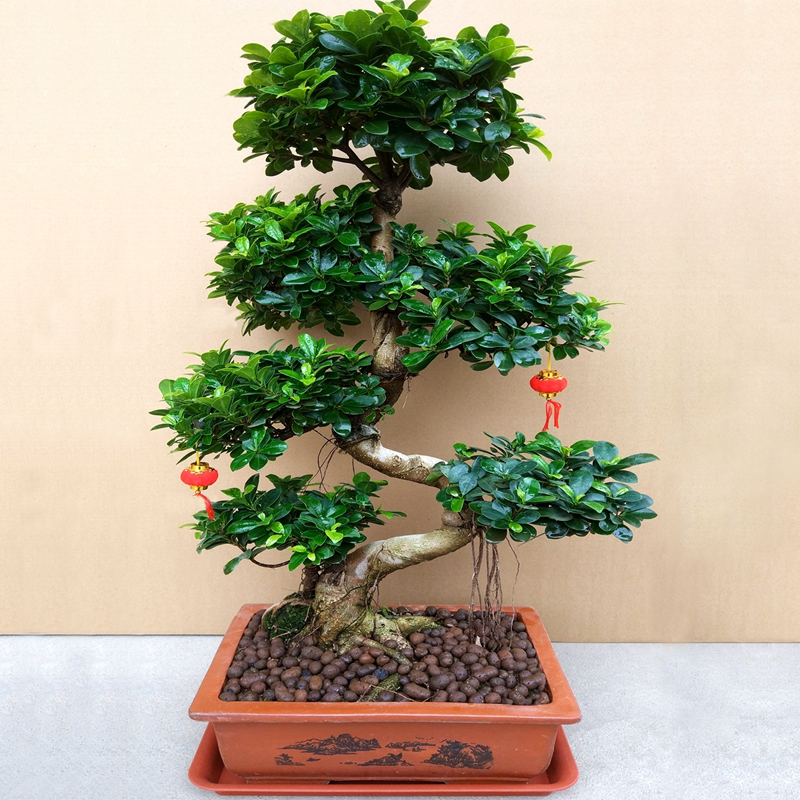 大型小叶榕树盆景植物气根树桩老桩造型室内客厅盆栽绿植四季常青