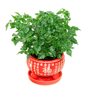 幸福树小盆栽植物常青客厅大盆景平安树树苗桩易存活花卉绿植
