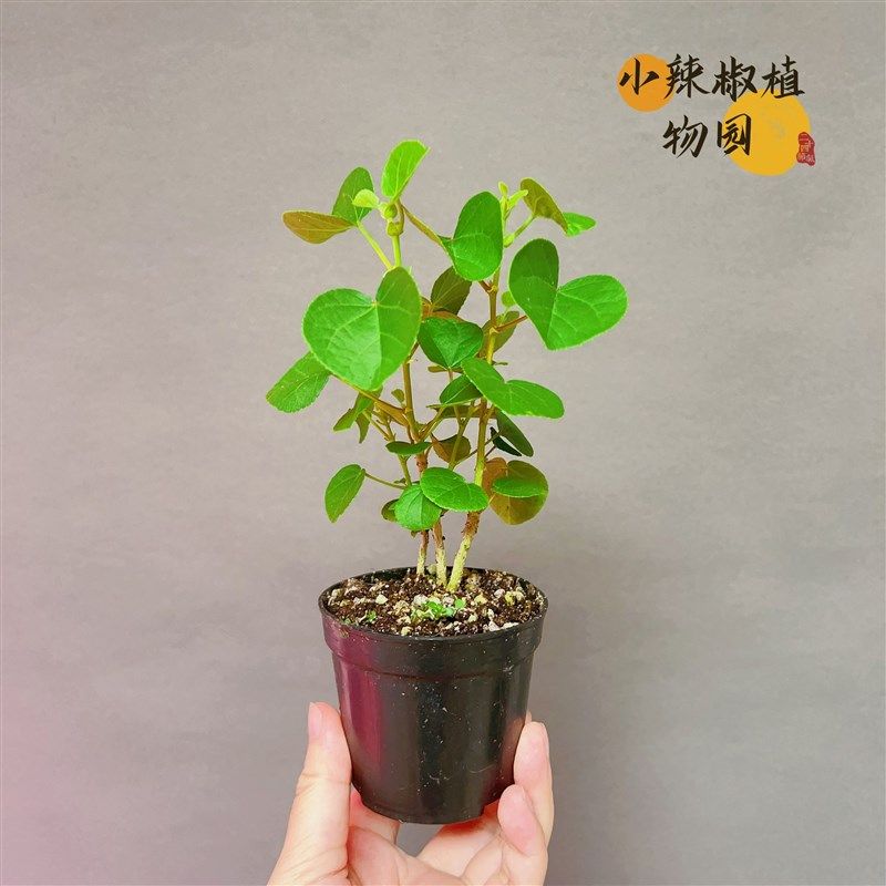 滨朴浜朴南京栌观叶掌上小盆景办公室书桌茶室槟扑槟朴,鲜花速递/花卉仿真/绿植园艺,绿植,淘宝优惠券,粉丝福利购,淘宝优惠卷