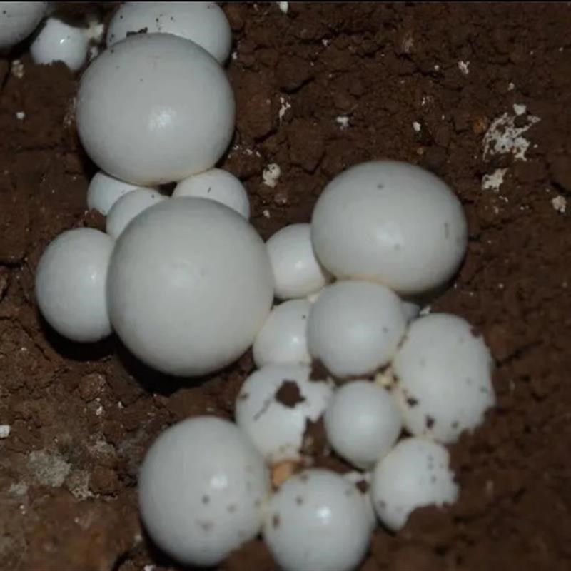 双孢菇菌种蘑菇菌种白蘑菇菌菌包高产食用菌阳台盆栽蘑菇种植包