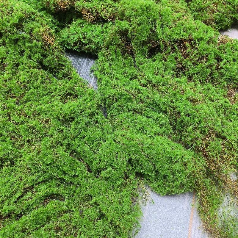 仿真苔藓青苔人造草皮软装橱窗假草坪绿植墙面打底装饰假植绒草坪
