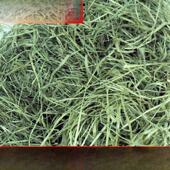 LOL5斤装 24年新提摩西草草草短代兔粮苜蓿干草兔子龙猫提草粮包替