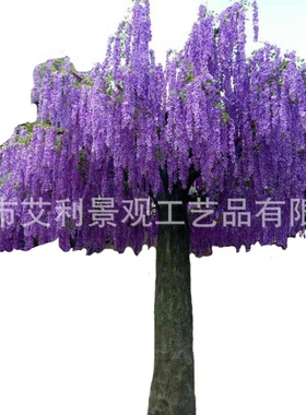 东莞厂家直销植物工程景观装饰豆花树金色榕树