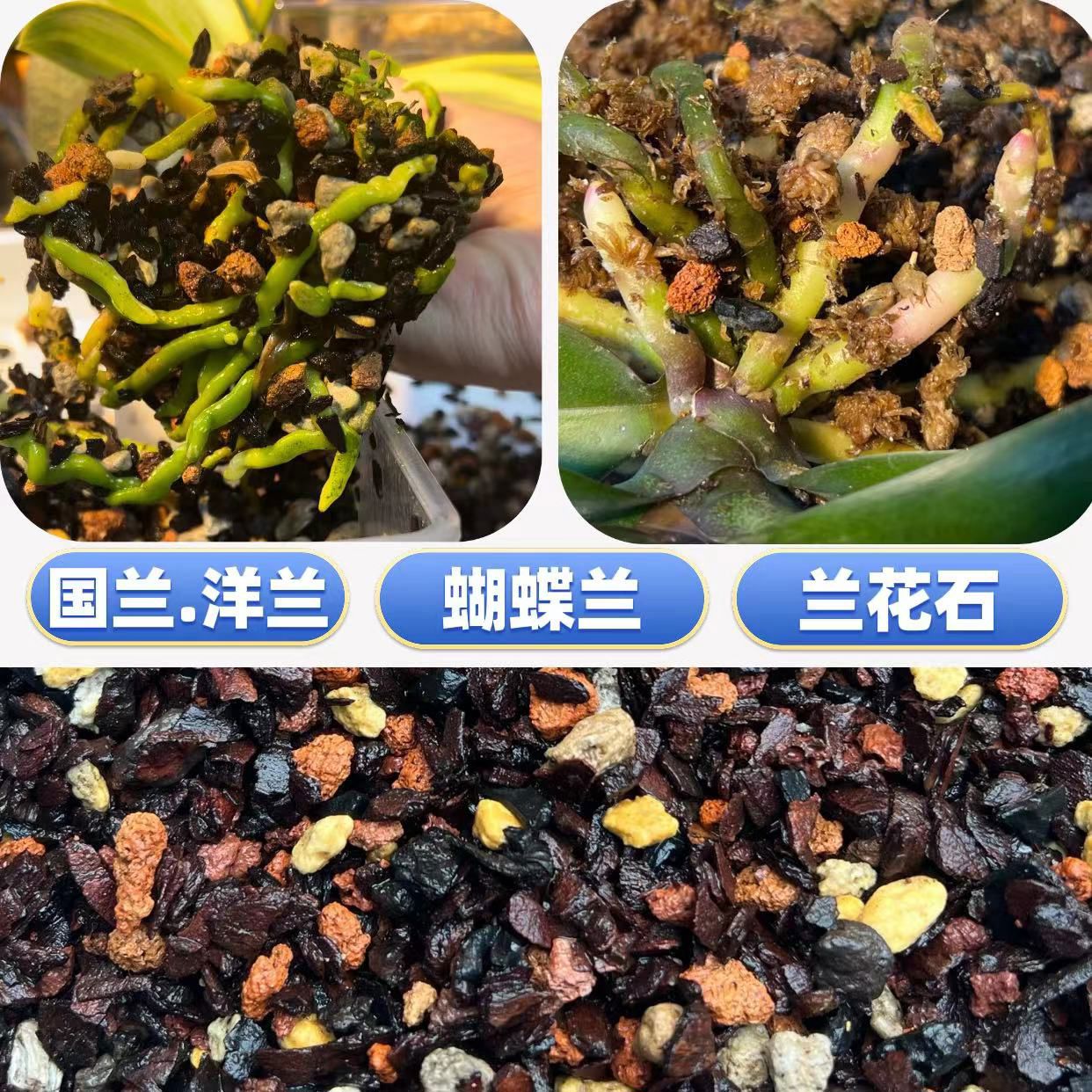 国兰蝴蝶兰专用腐熟树皮兰花石火山植金石智力水苔混合兰花土
