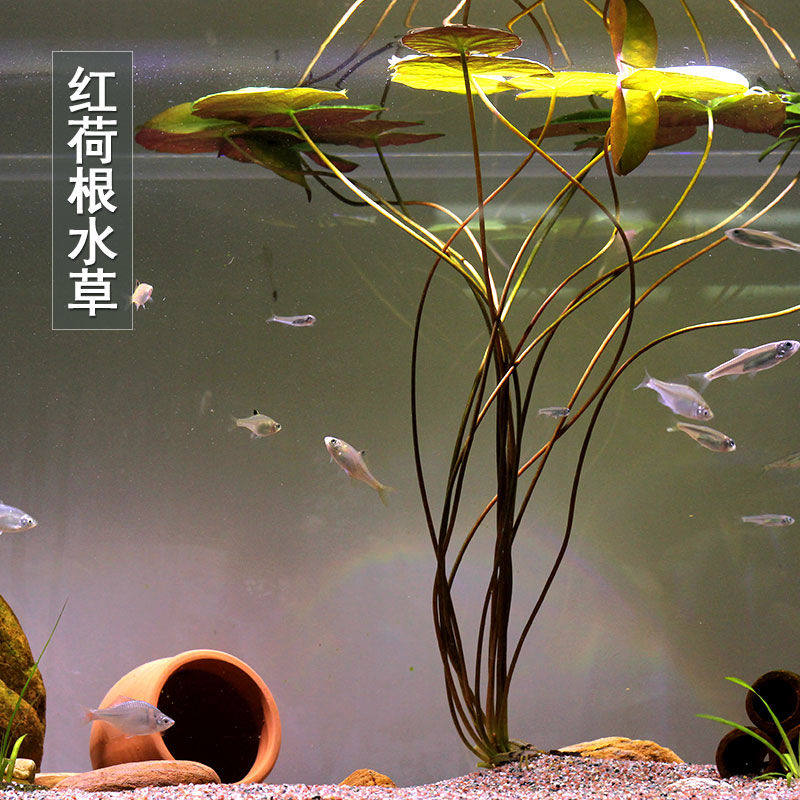 红荷根水草鱼缸水族箱鱼池造景装饰淡水中后景耐养浮叶睡莲科