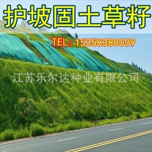 常青草籽高羊茅耐寒耐旱绿化工程狗牙根草籽 护坡固土草坪草种四季