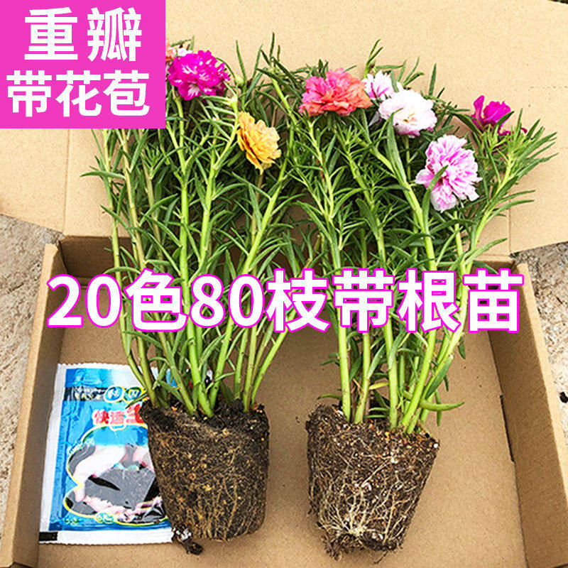 重瓣太阳花苗带根带土带花苞四季盆栽大花枝条混色阳台庭院