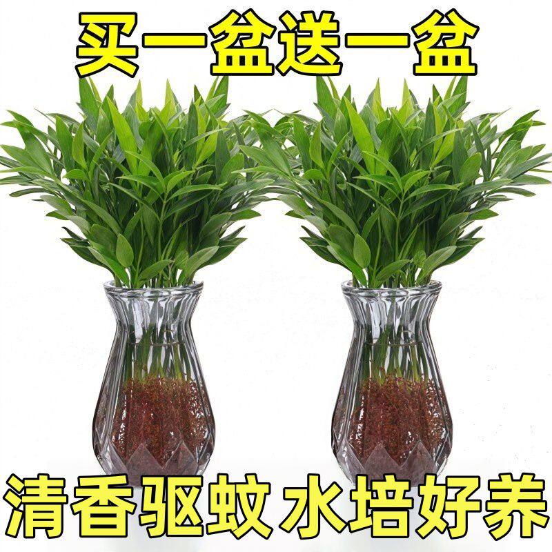 水培驱蚊竹柏植物盆栽绿植室内花卉桌面客厅办公桌好养四季常青
