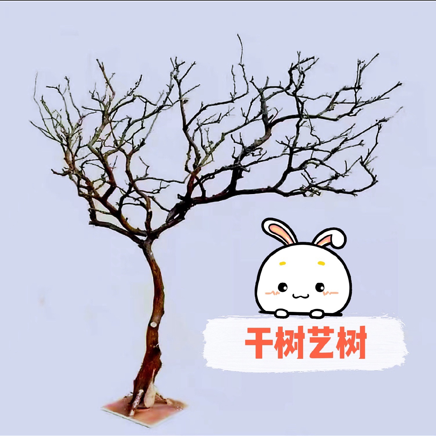 fcxyf白色干树枝造景干枝树干许愿树枯树室内造型树枝干原木树枝