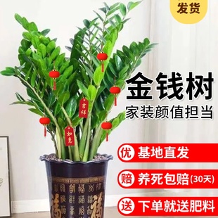 常青大型绿植摇钱串子发财树好养 金钱树盆栽植物室内花卉客厅四季