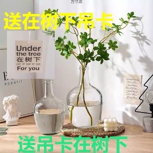 花瓶源头工厂一件批发 马醉木吊钟雪柳南山竹落地大肚专用花瓶风格