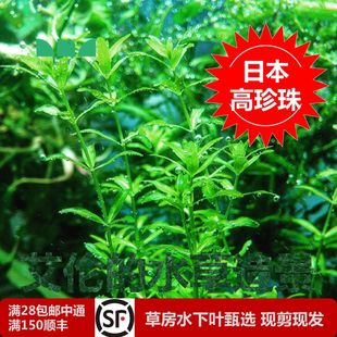 水草造景日本高珍珠水下叶草缸中后景神奇 艾伦 水草二氧