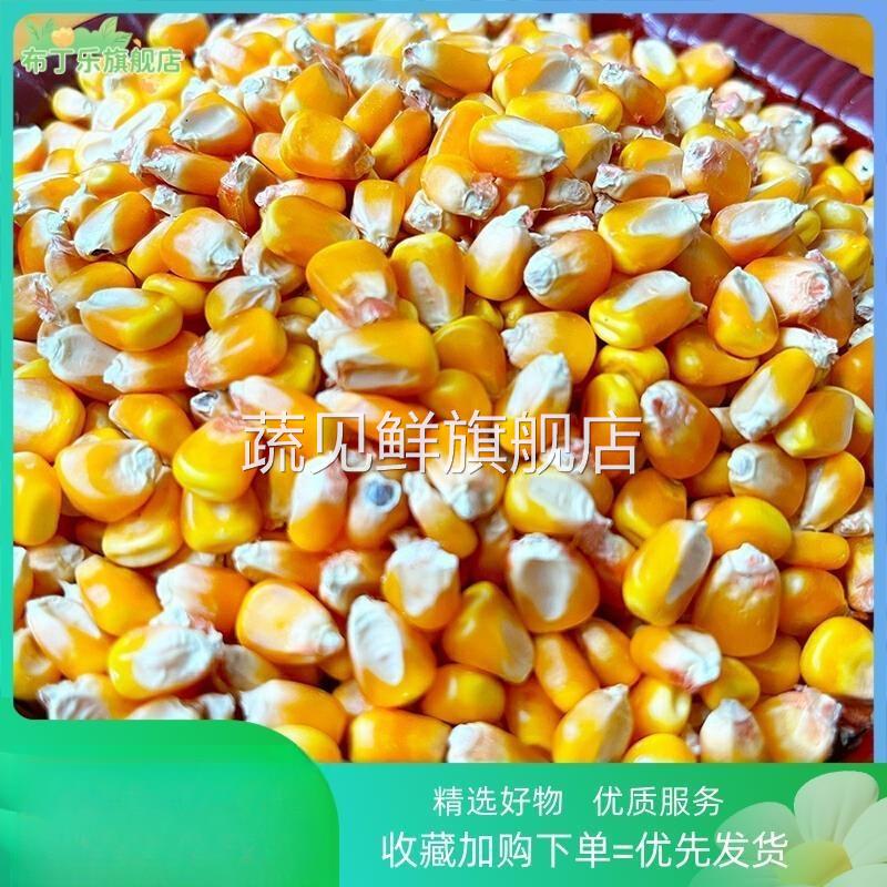 山东普通农家老玉米干玉米粒杂粮酿酒磨面钓鱼打窝喂鸡鸭鹅鸽子鸟