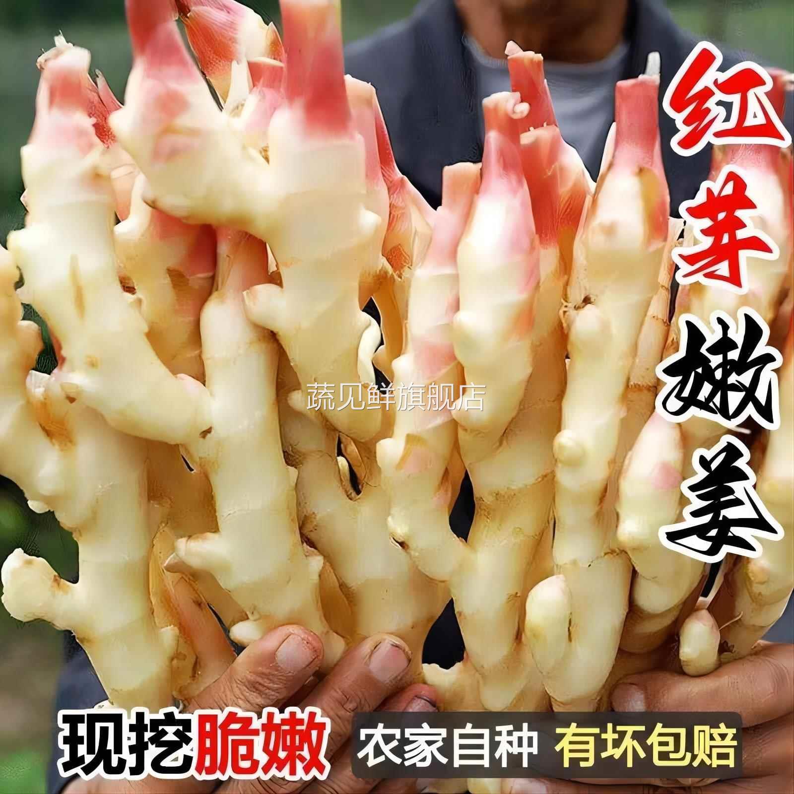 【现货】山东2024年红芽嫩姜5斤仔姜生姜鲜姜新鲜姜芽做泡糖醋姜