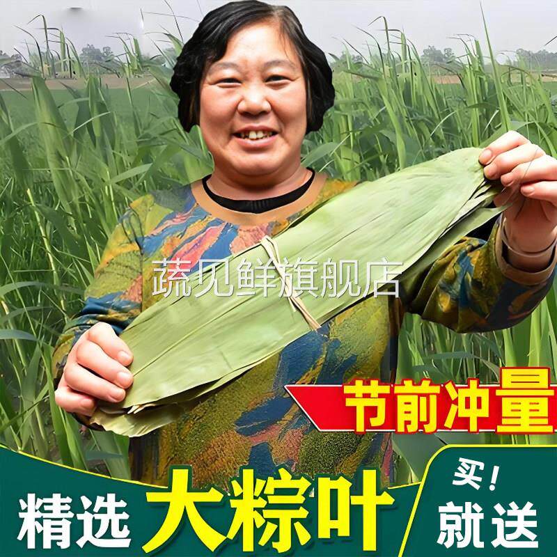 粽子叶粽叶干大号棕叶新鲜包粽子竹叶子干粽叶商用箬叶材料旗舰店