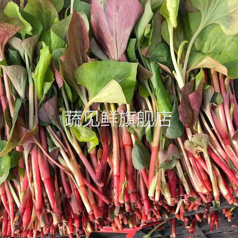 现货速发!现挖四川鱼腥草3斤新鲜折耳根叶子节节根凉拌猪鼻孔叶子