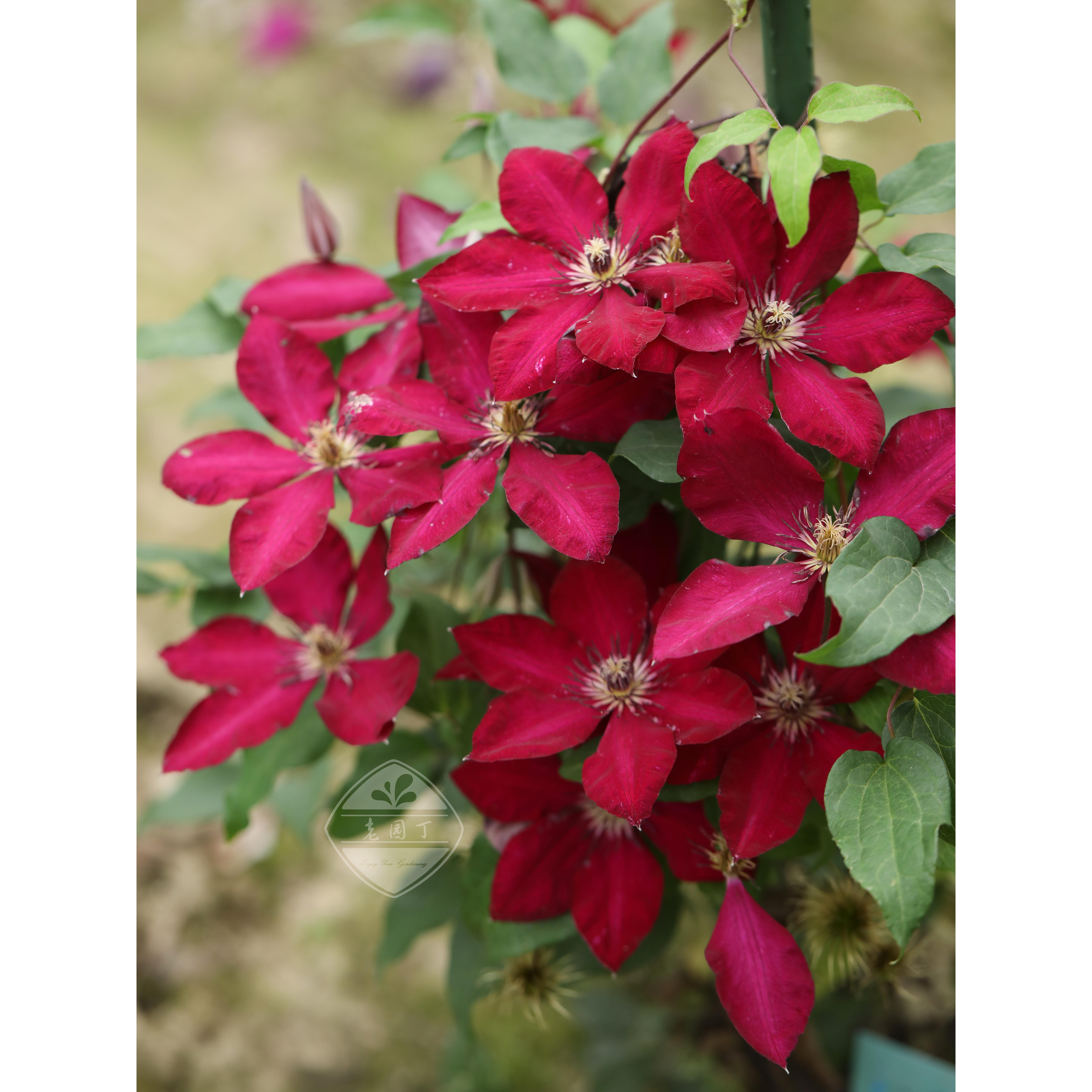 早花组铁线莲③ 花火仙女座撒玛利亚乔瑞贝卡落日老园丁花园盆栽