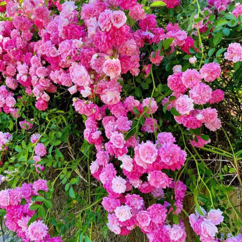 缠枝牡丹花种子重瓣花朵四季开花爬墙牡丹庭院院子南方北方种植