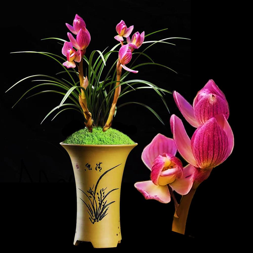 铭品兰花【带花苞】浓香型春兰粉荷精品高档兰花盆栽室内绿植花卉