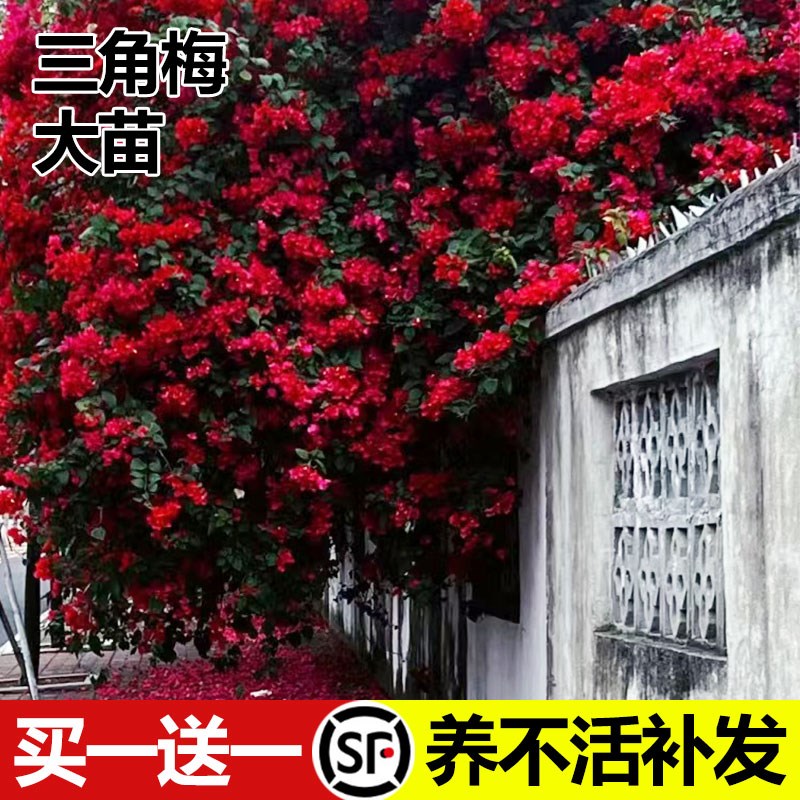 重瓣三角梅盆栽花苗爬藤植物室内外阳台庭院好养易活花卉带花桑巴